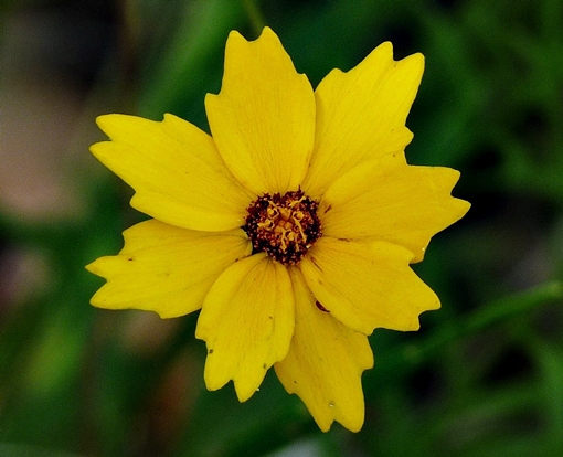 {Coreopsis pubescens var. pubescens}